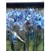 Голубая Синяя Орхидея Микс